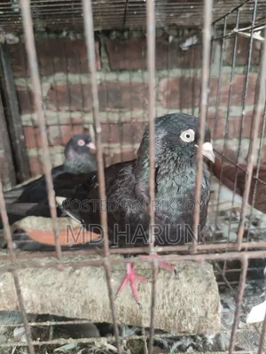 কিছু কবুতর বিক্রি করা হবে কম দামে