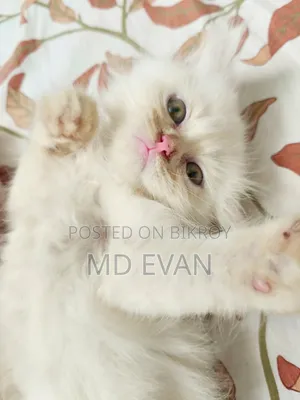 1-3 months Female Purebred Persian