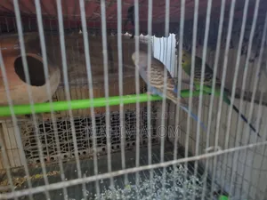 🐦 বাজরিগার পাখি + খাঁচা + নেস্টিং পটসহ সম্পূর্ণ সেট বিক্রি