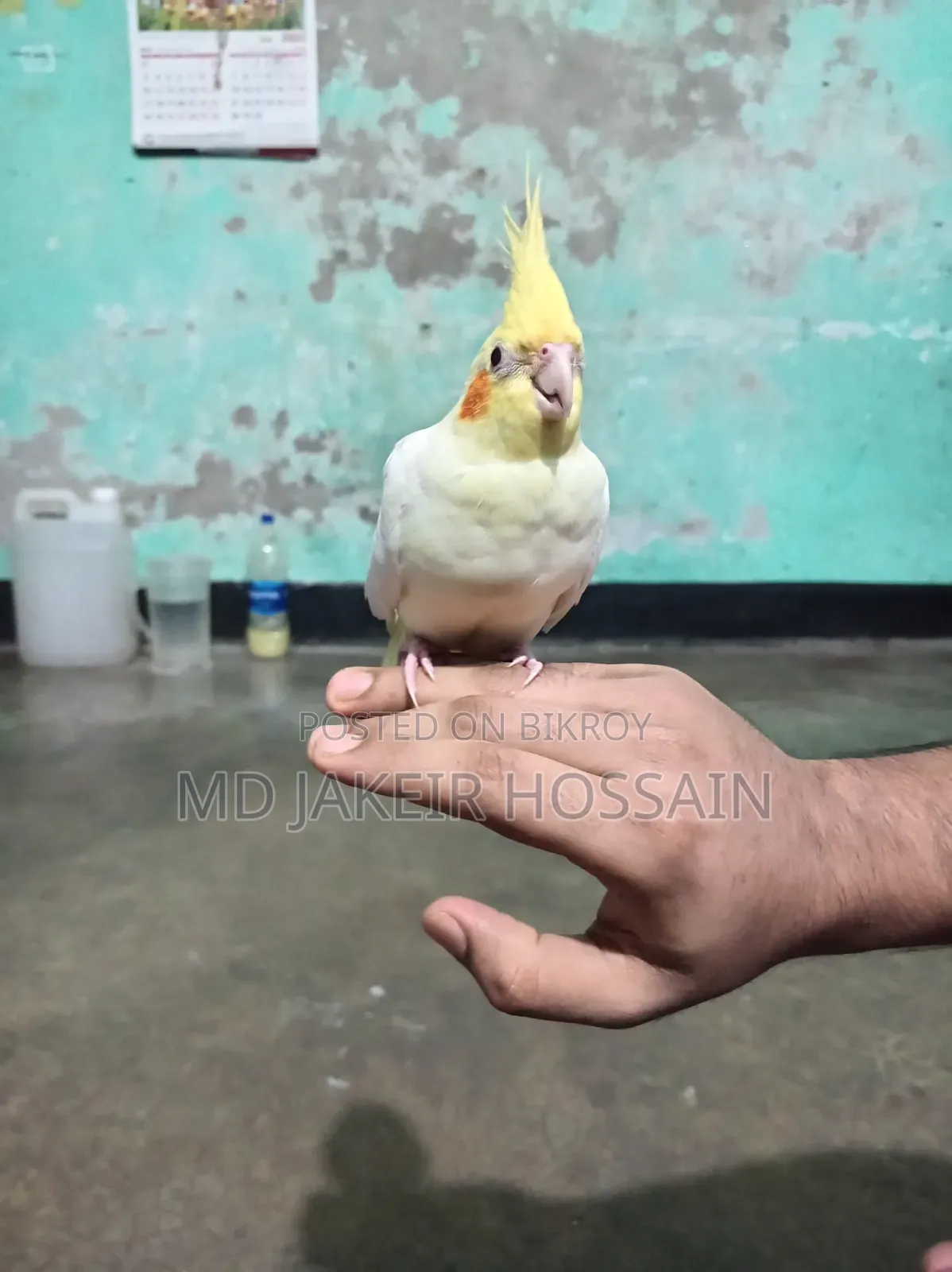 একটা ফুল টেম  ককাটেল পাখি বিক্রি হবে