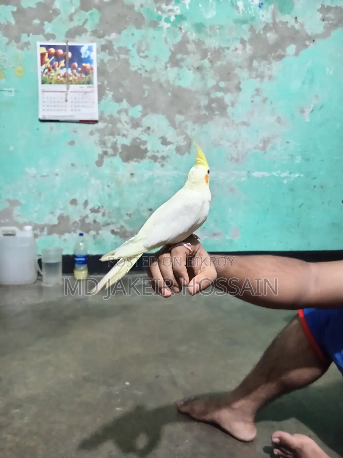 একটা ফুল টেম  ককাটেল পাখি বিক্রি হবে