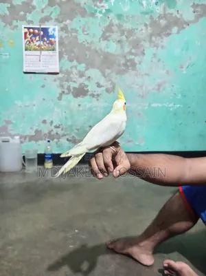 একটা ফুল টেম  ককাটেল পাখি বিক্রি হবে