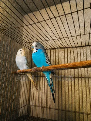 Budgerigar birds, interested buyers please knock