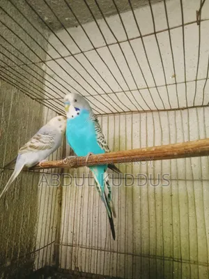 Budgerigar birds, interested buyers please knock