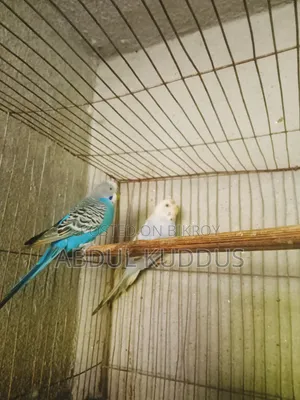 Budgerigar birds, interested buyers please knock