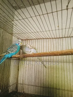 Budgerigar birds, interested buyers please knock