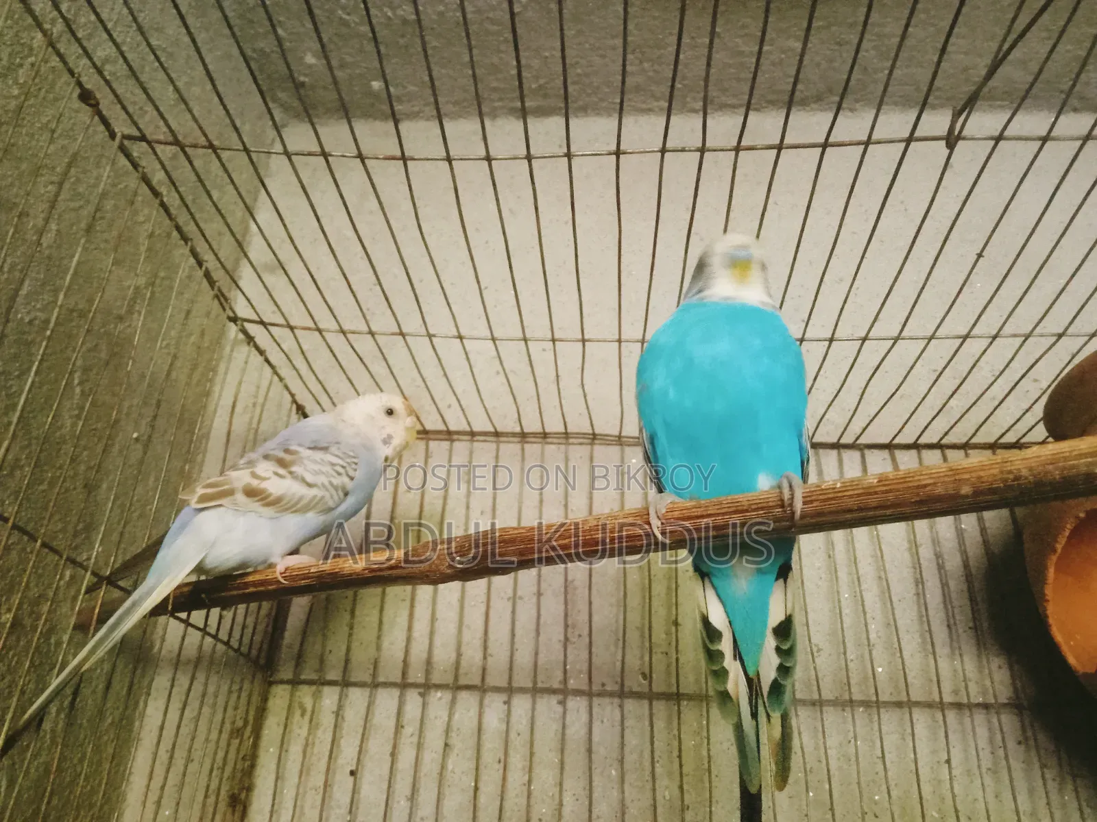 Budgerigar birds, interested buyers please knock
