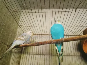 Budgerigar birds, interested buyers please knock