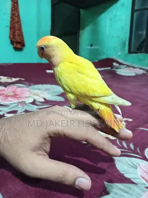 একটা হাপ টেম লাববাট পাখি