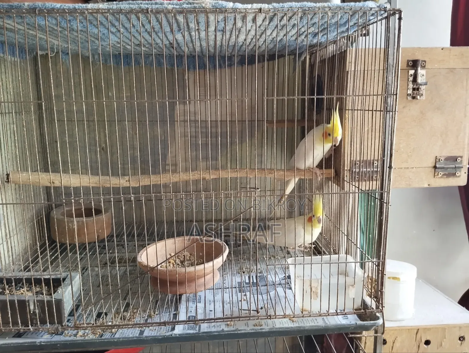 Lutino Cockatiel With Full Set-Up