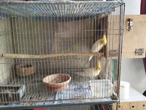 Lutino Cockatiel With Full Set-Up