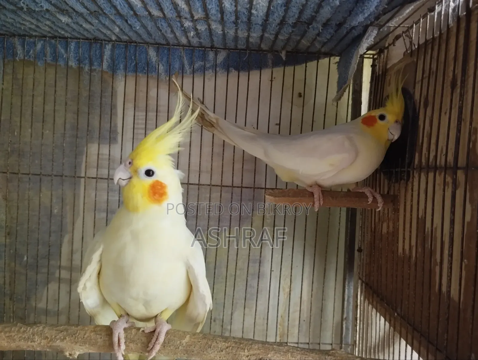 Lutino Cockatiel With Full Set-Up