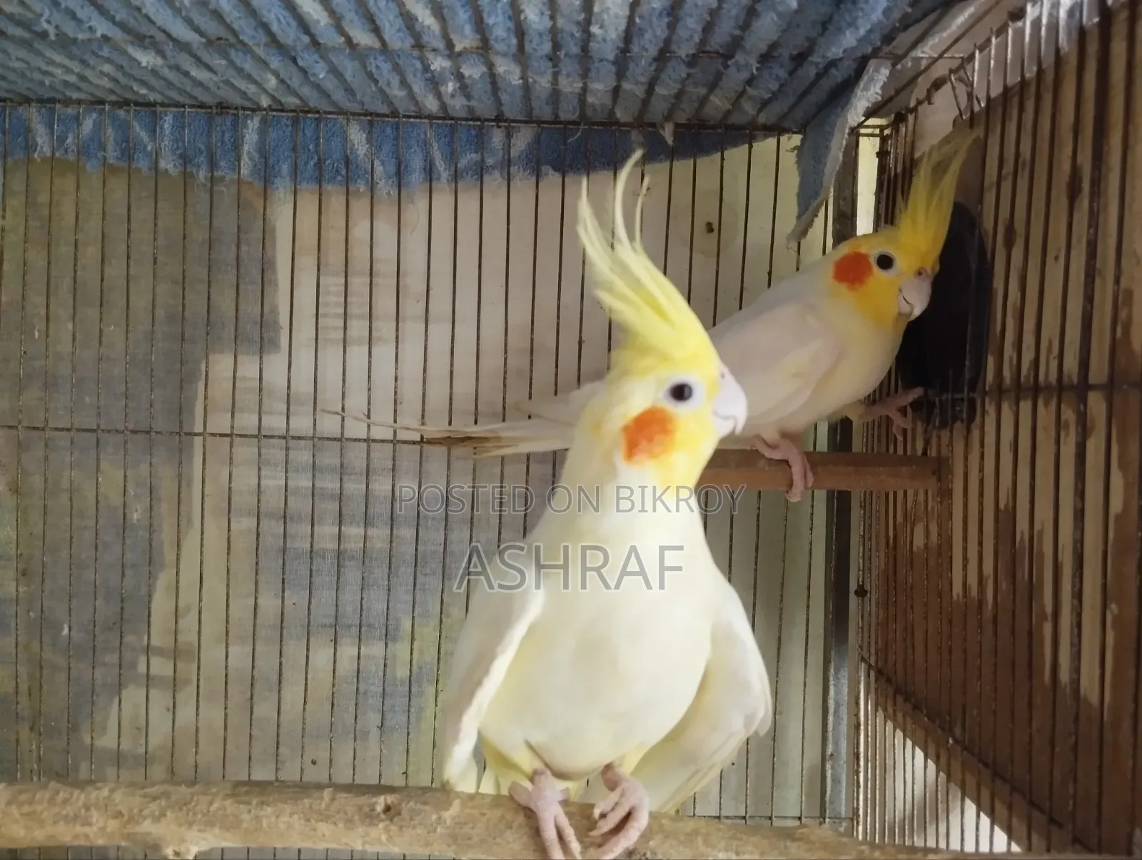 Lutino Cockatiel With Full Set-Up