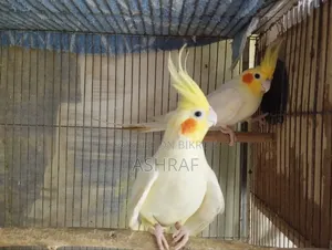 Lutino Cockatiel With Full Set-Up