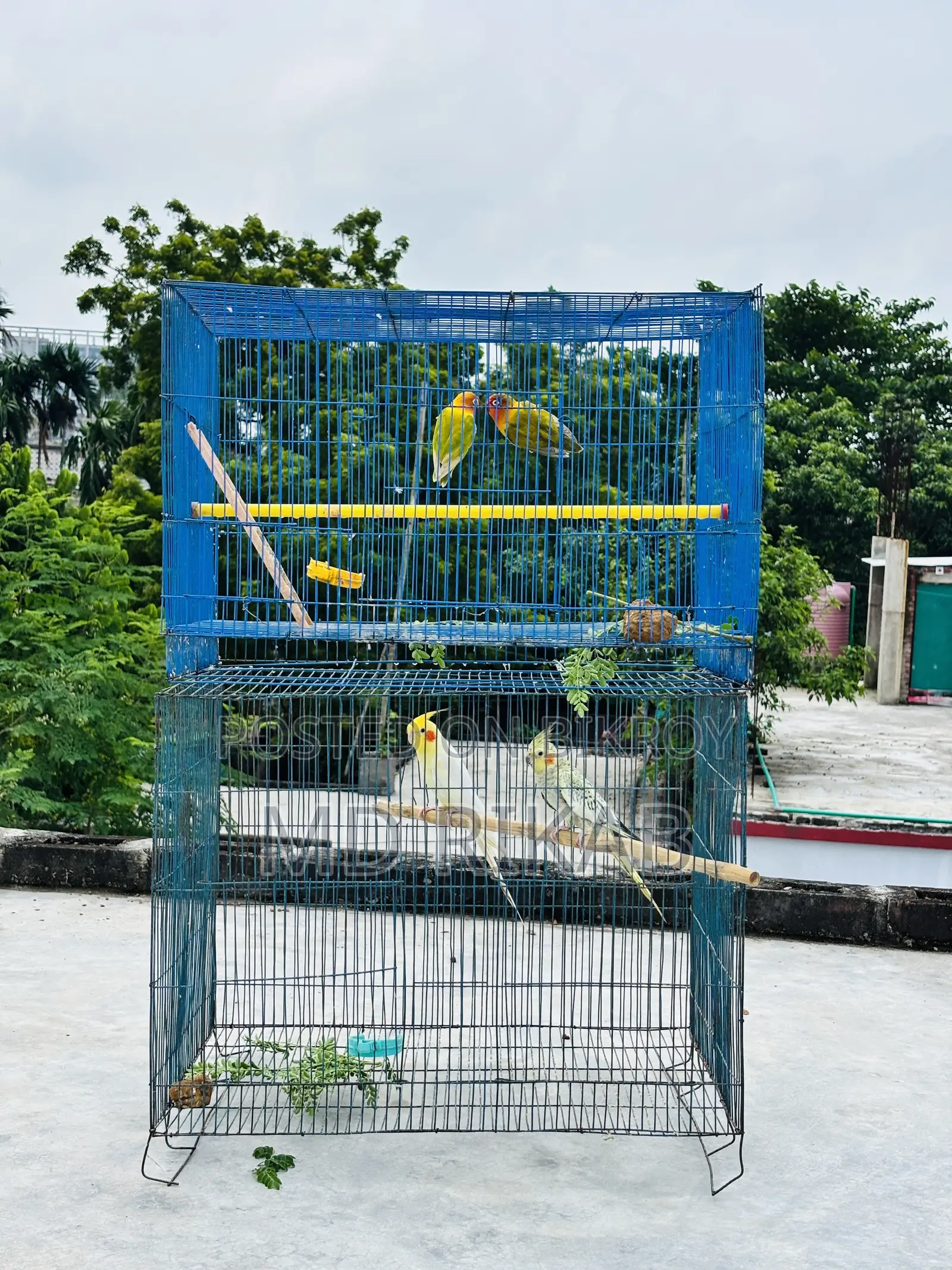 Birds Running Pyar Sale