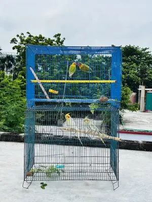 Birds Running Pyar Sale
