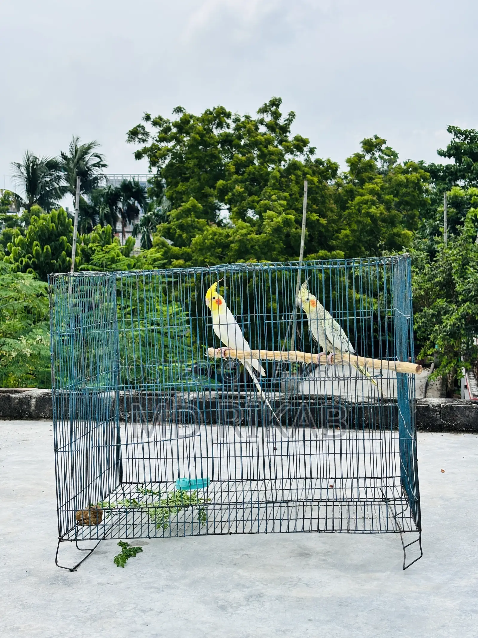 Birds Running Pyar Sale