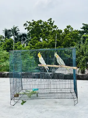 Birds Running Pyar Sale