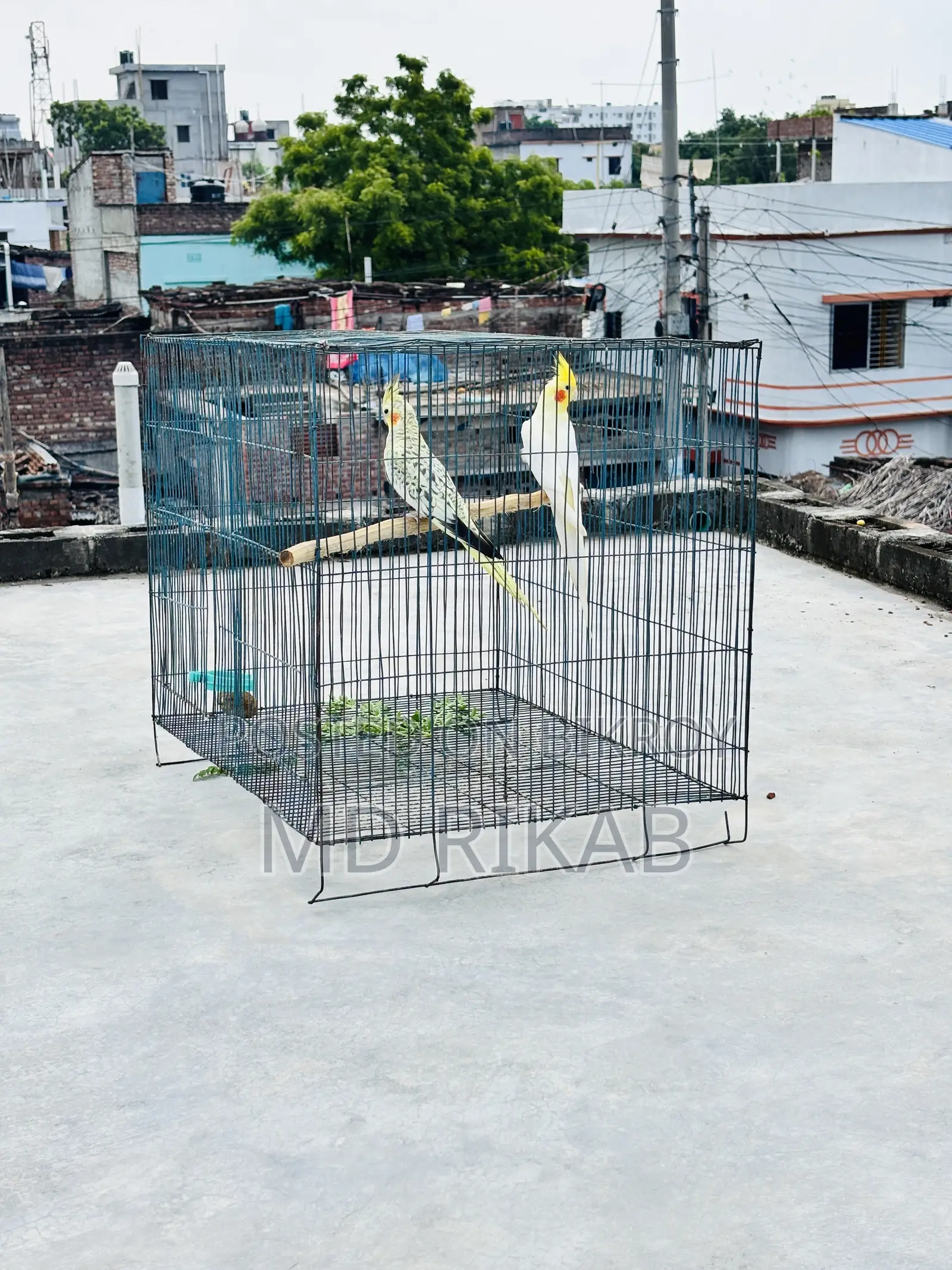 Birds Running Pyar Sale