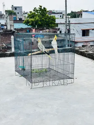 Birds Running Pyar Sale