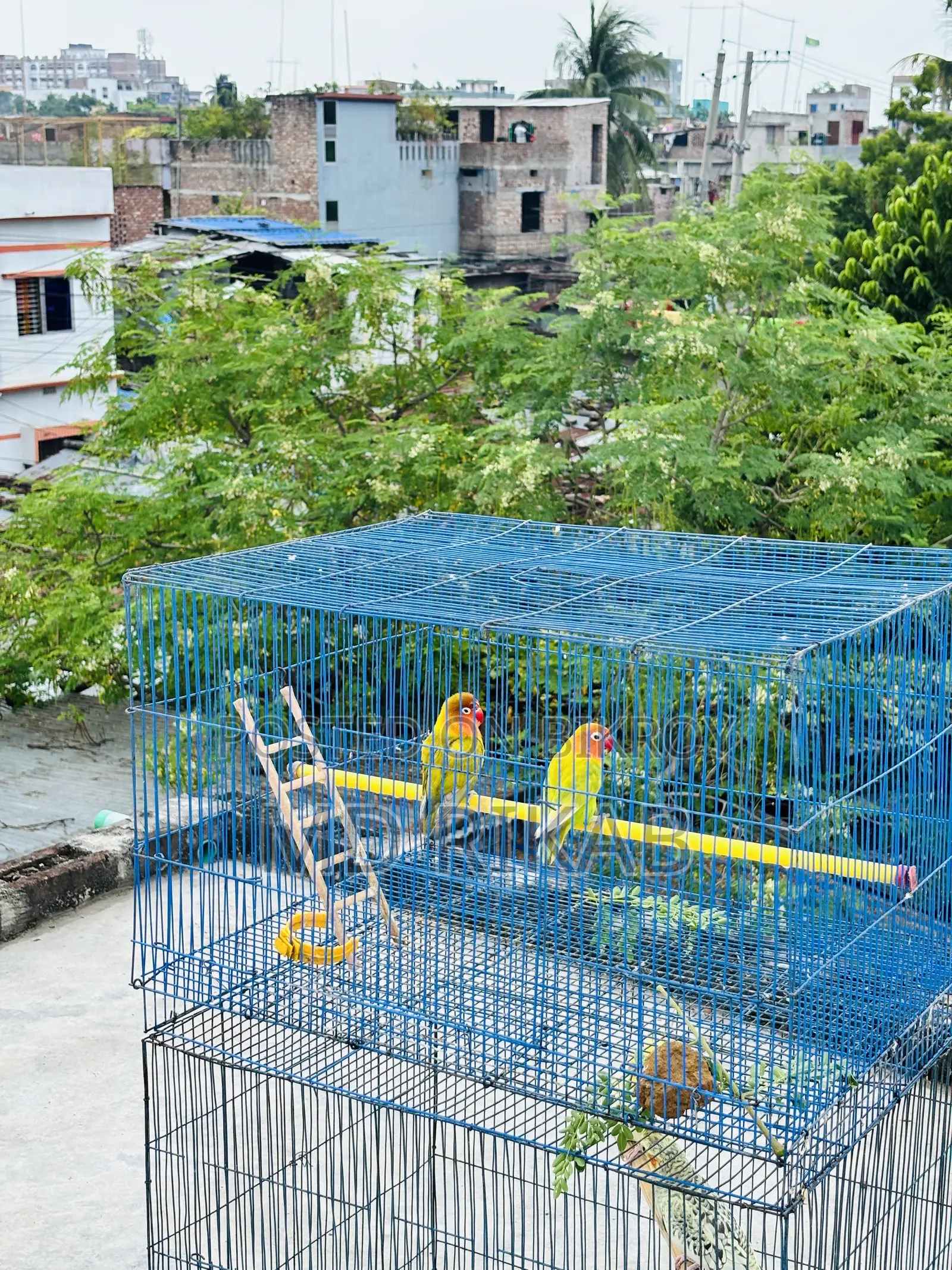 Birds Running Pyar Sale