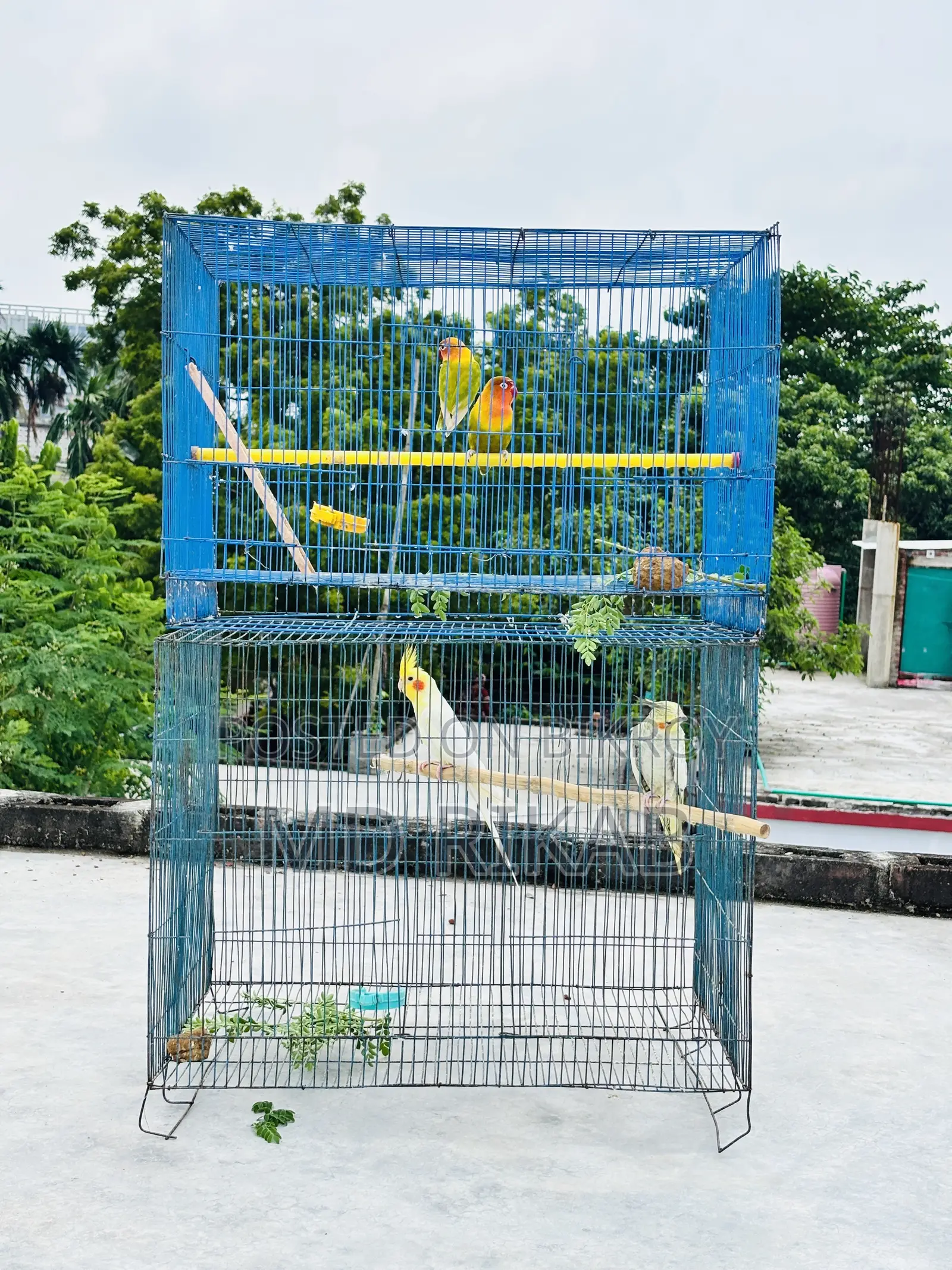 Birds Running Pyar Sale