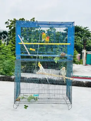 Birds Running Pyar Sale