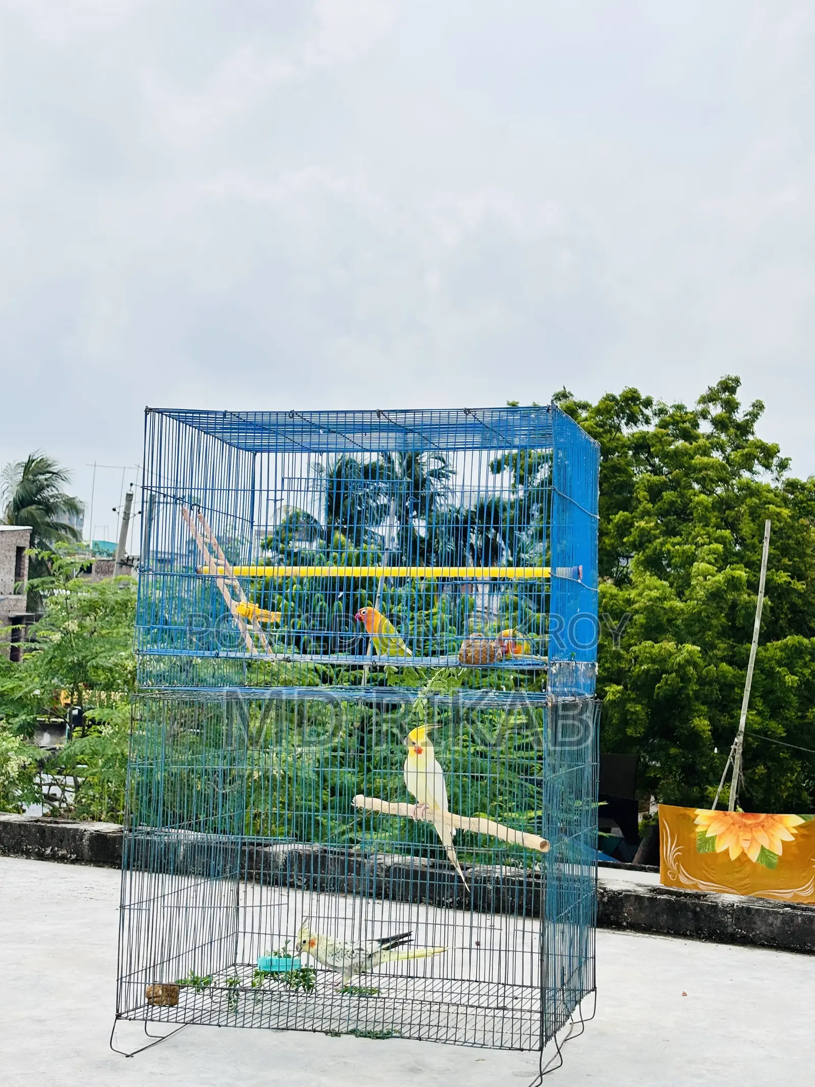 Birds Running Pyar Sale
