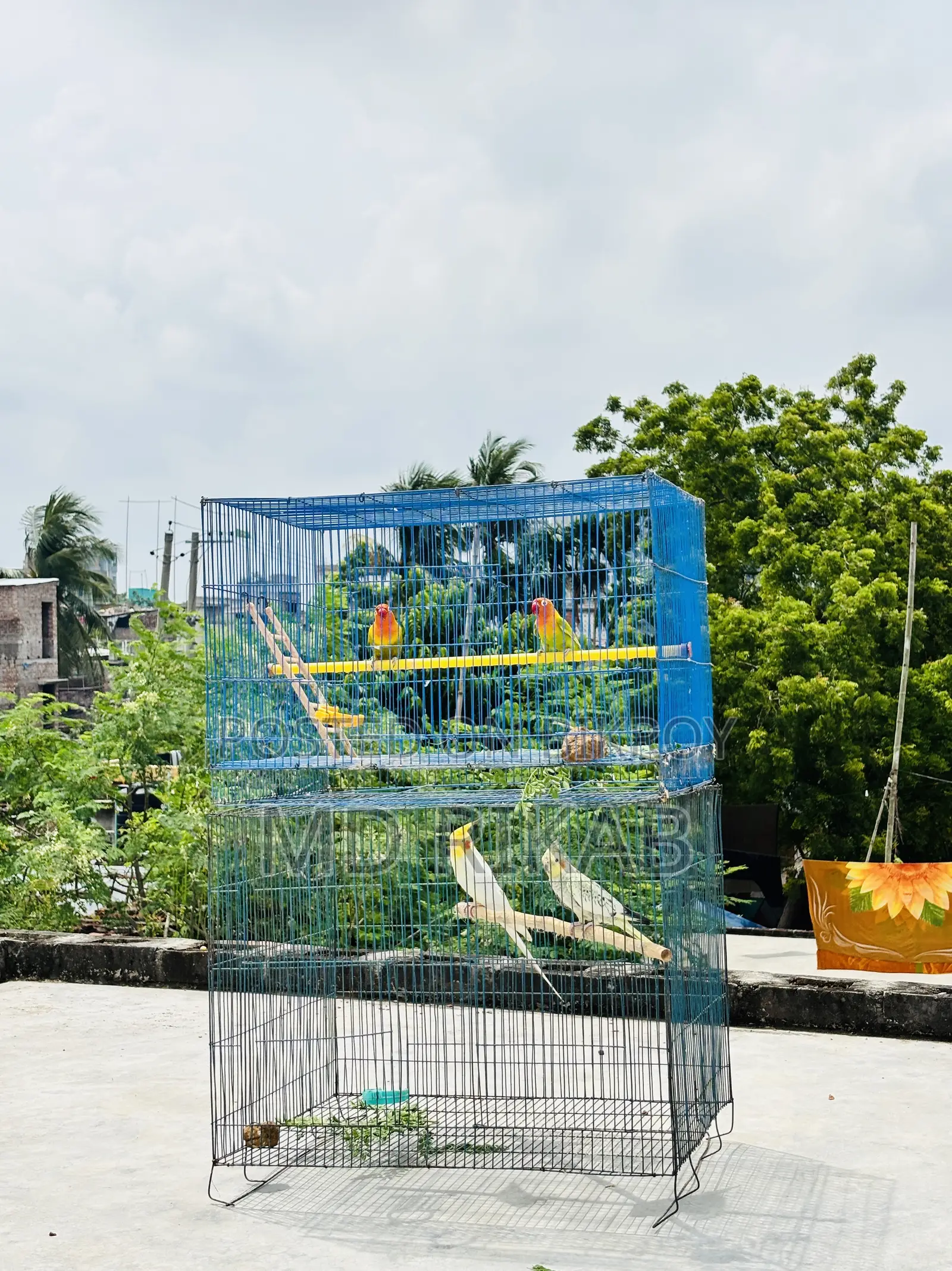 Birds Running Pyar Sale