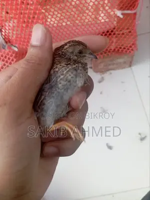 King Quail for Sale