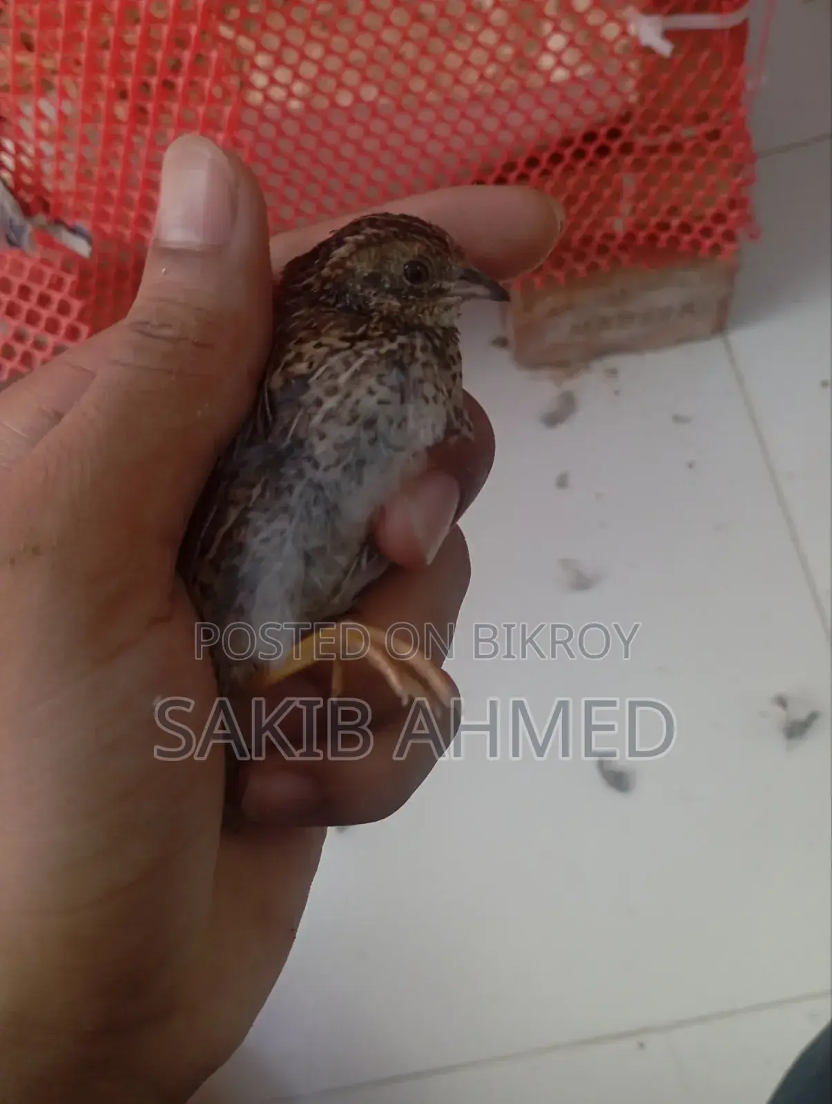 King Quail for Sale