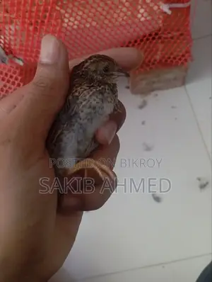King Quail for Sale
