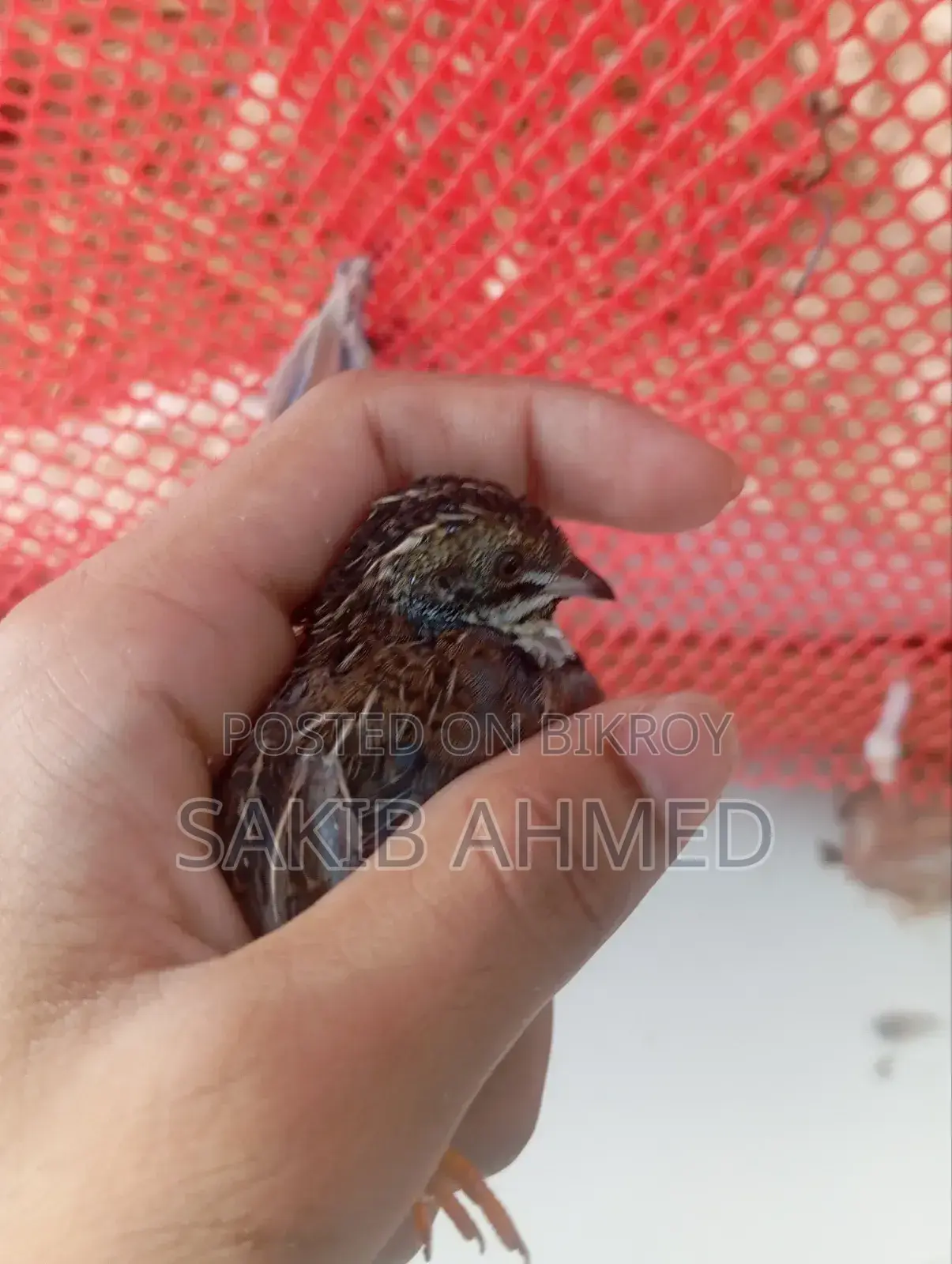 King Quail for Sale