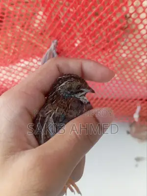 King Quail for Sale