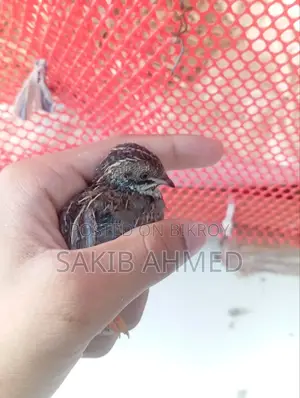 King Quail for Sale