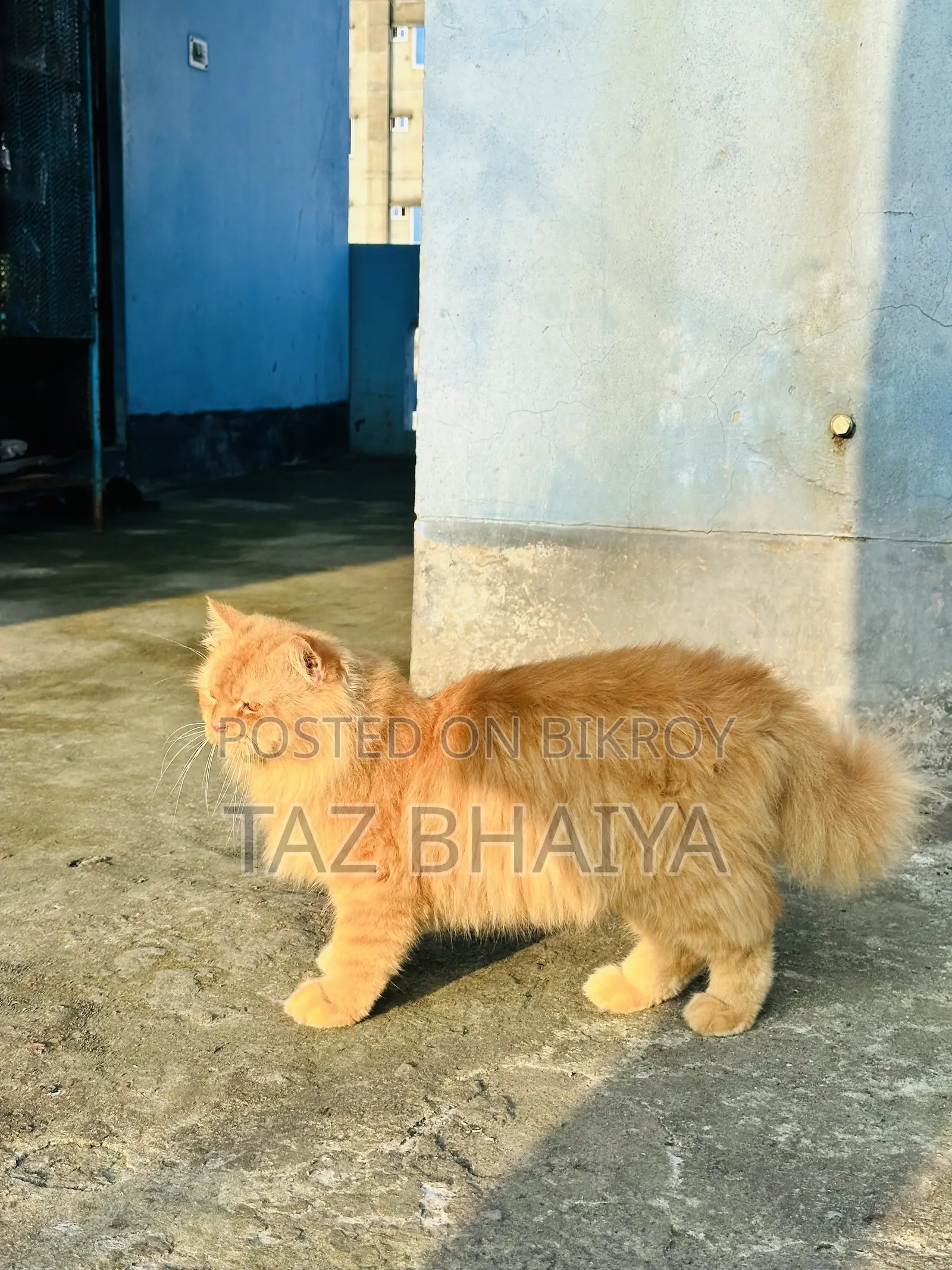 1+ year Male Purebred Persian