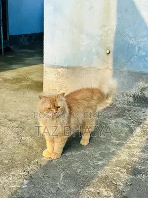 1+ year Male Purebred Persian