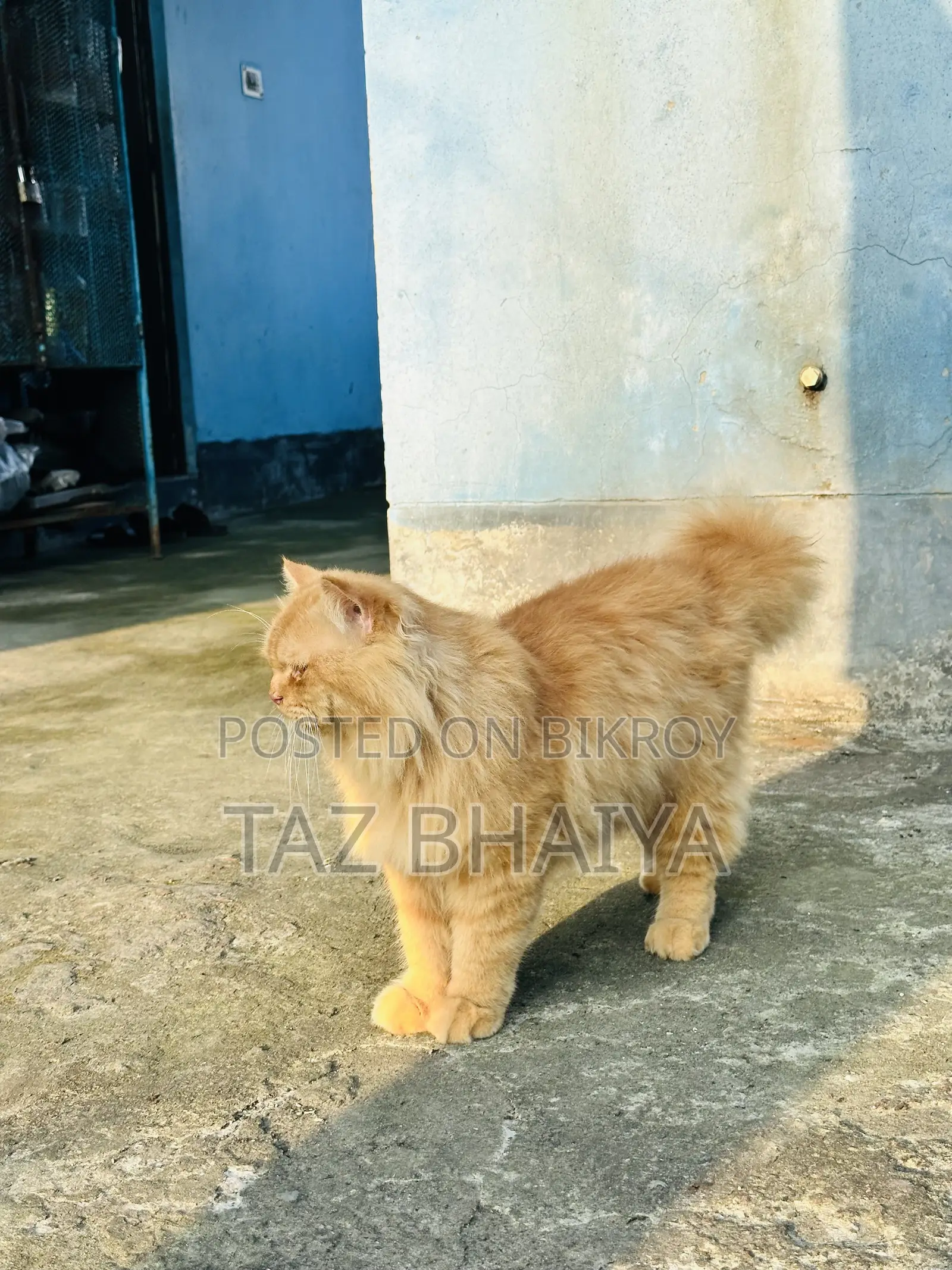 1+ year Male Purebred Persian