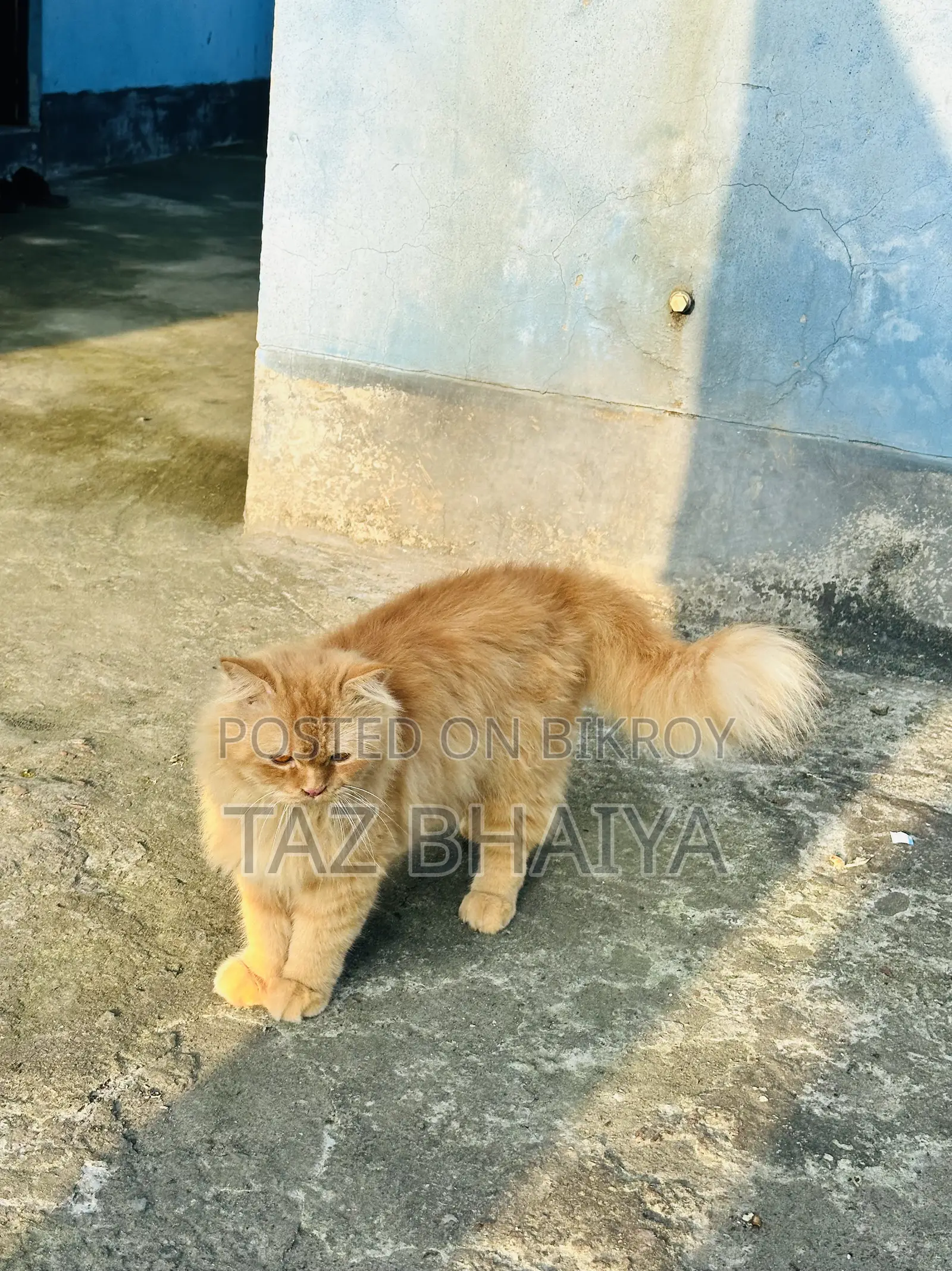 1+ year Male Purebred Persian