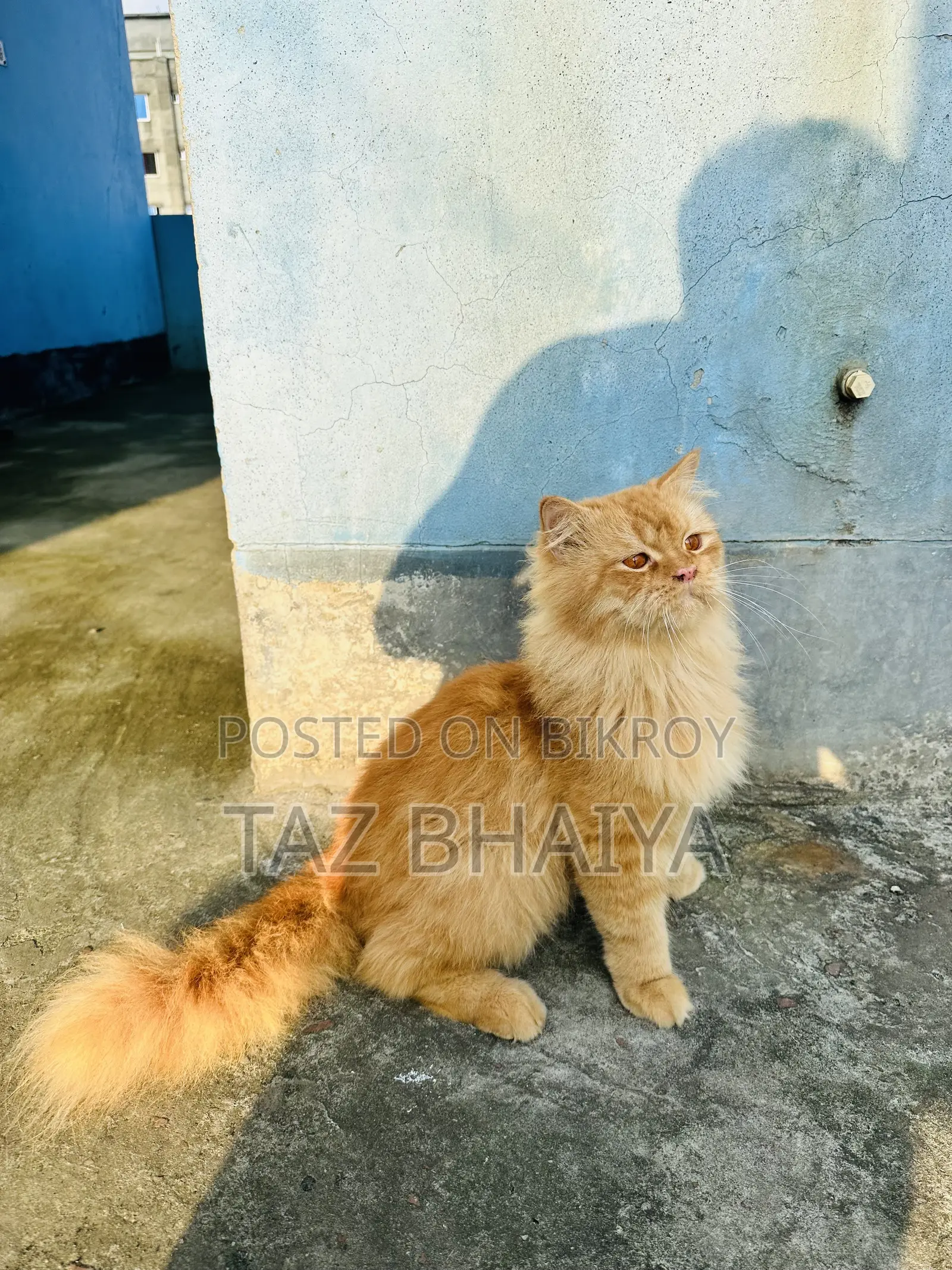 1+ year Male Purebred Persian