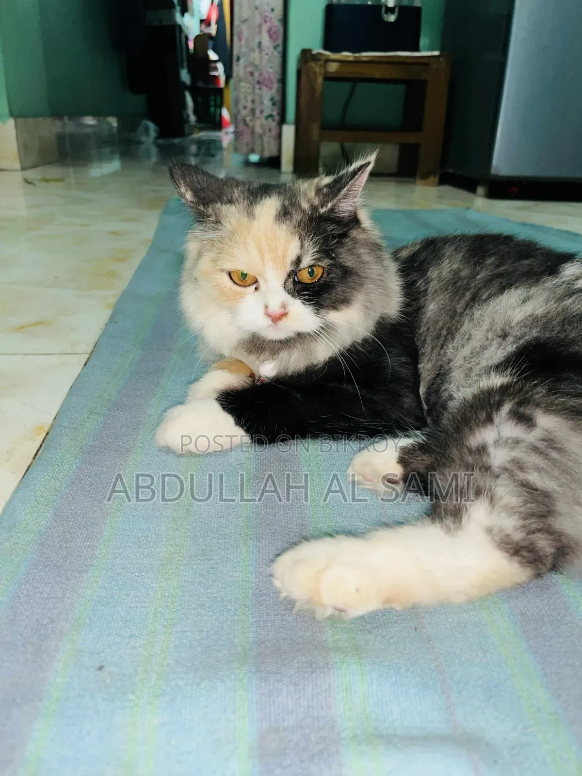 1+ year Female Purebred Persian