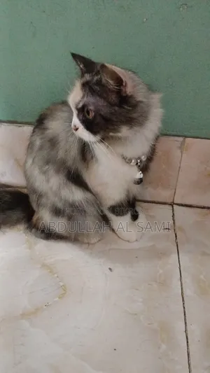 1+ year Female Purebred Persian