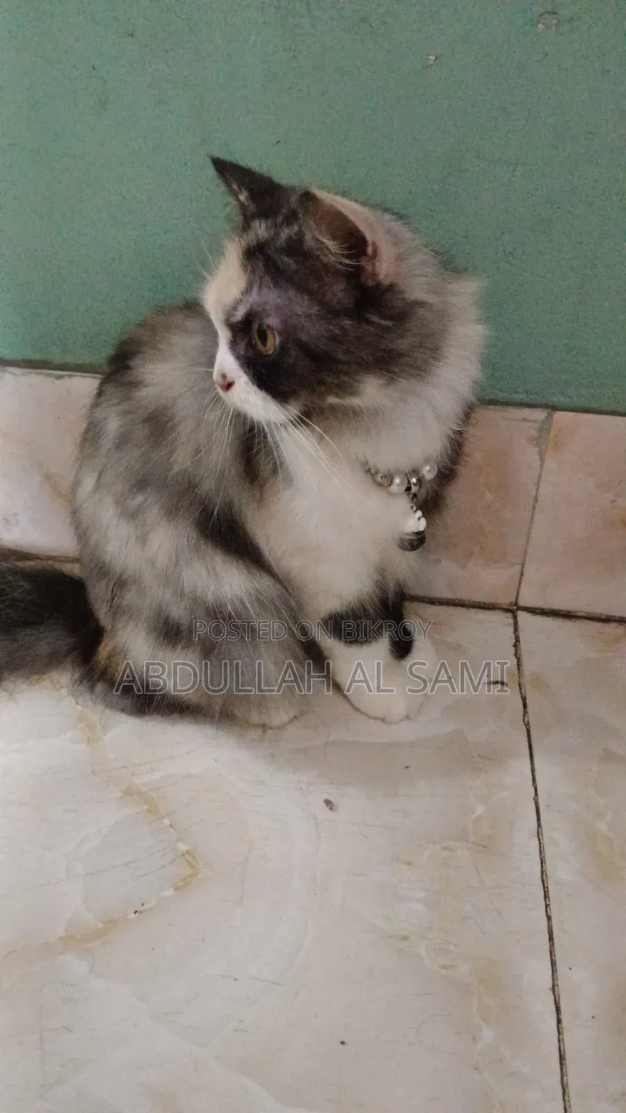 1+ year Female Purebred Persian