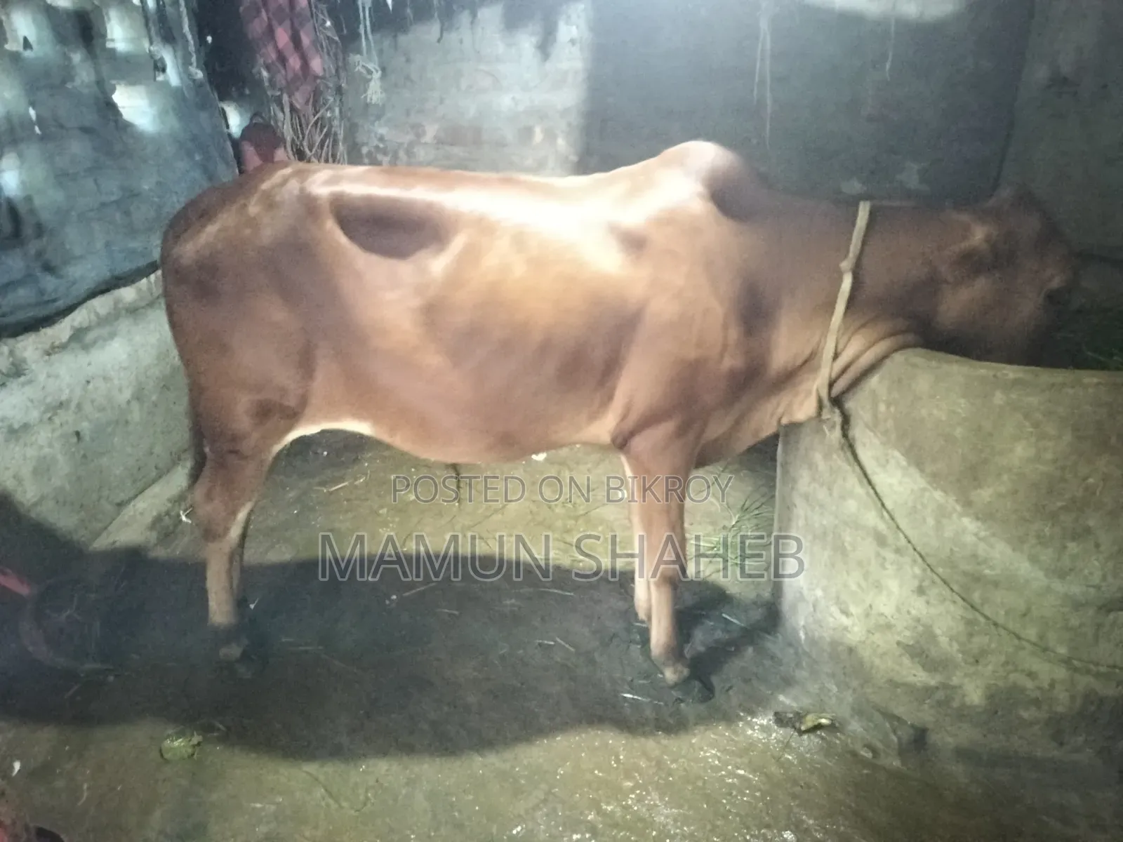 দেশি গরু বিক্রি হবে