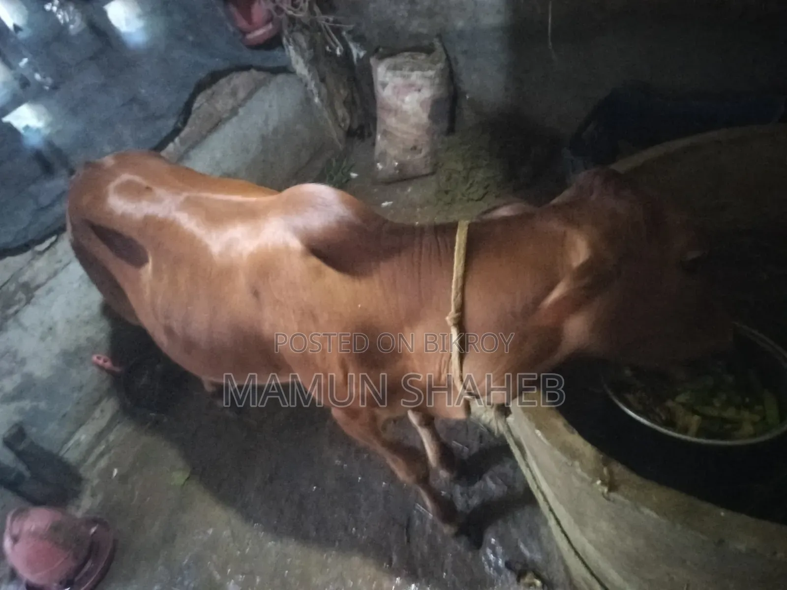 দেশি গরু বিক্রি হবে