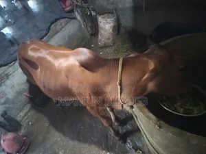দেশি গরু বিক্রি হবে