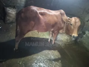 দেশি গরু বিক্রি হবে