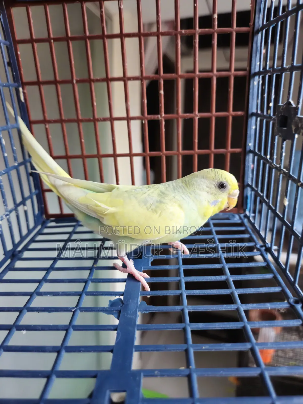 Female Bajigar