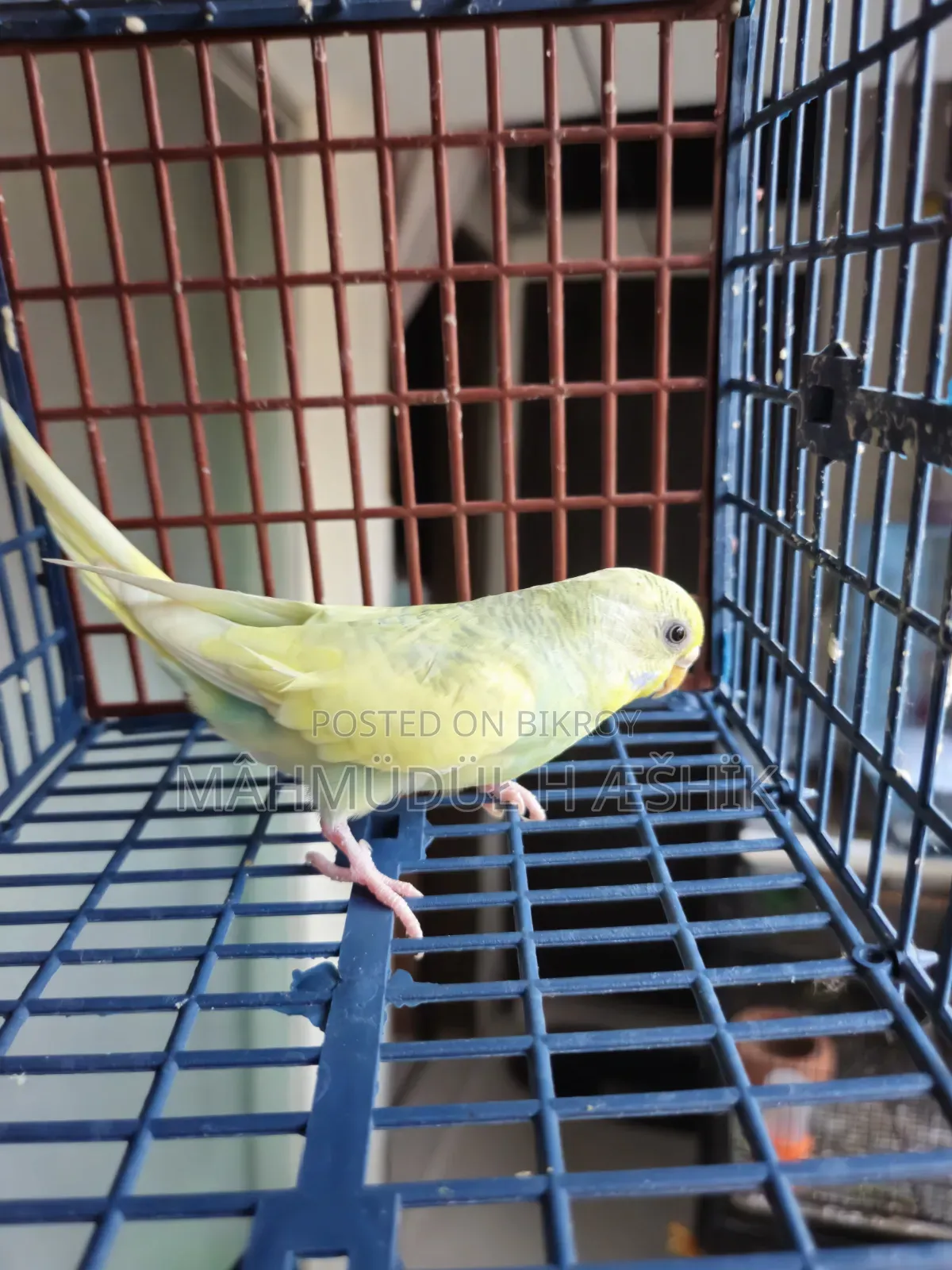 Female Bajigar