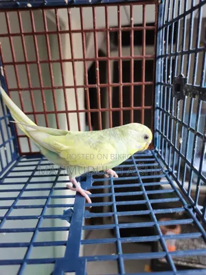 Female Bajigar